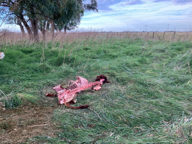 Abigeos reaparecieron en el camino a Blanca Chica